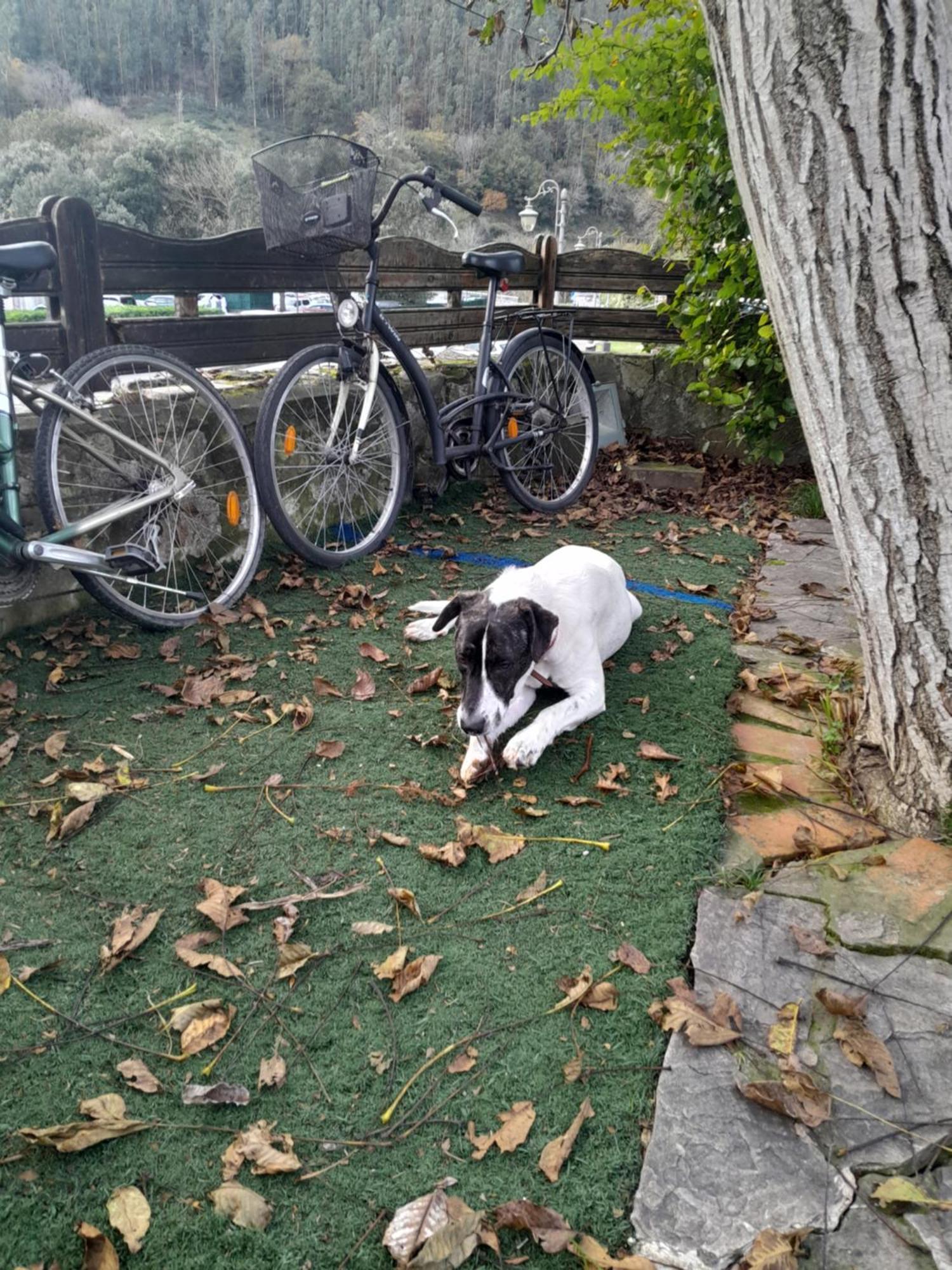 Posada Rincon Del Pas Puente Viesgo Dış mekan fotoğraf